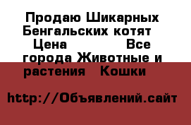 Продаю Шикарных Бенгальских котят › Цена ­ 17 000 - Все города Животные и растения » Кошки   